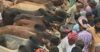 কোরবানি ঘিরে রাজশাহীতে জমে উঠেছে গবাদি পশুর হাট